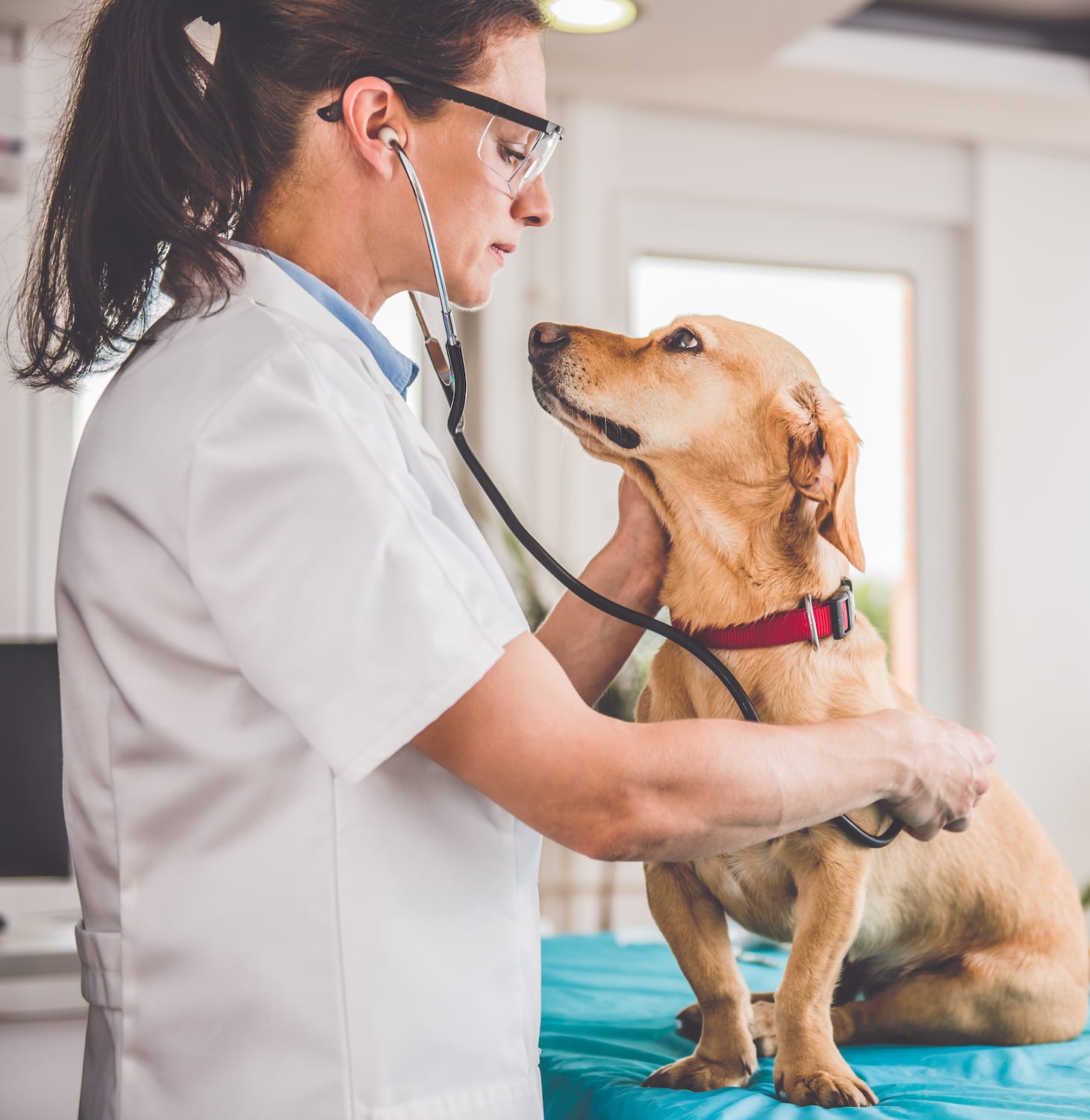 Veterinarian checking up the dog at the veterinarian clinic