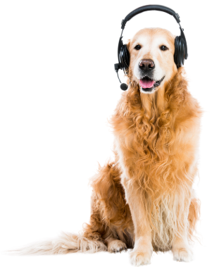headphone dog