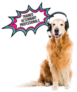 vet-trained-headphone-dog Veterinary Receptionist Service for your veterinary clinic