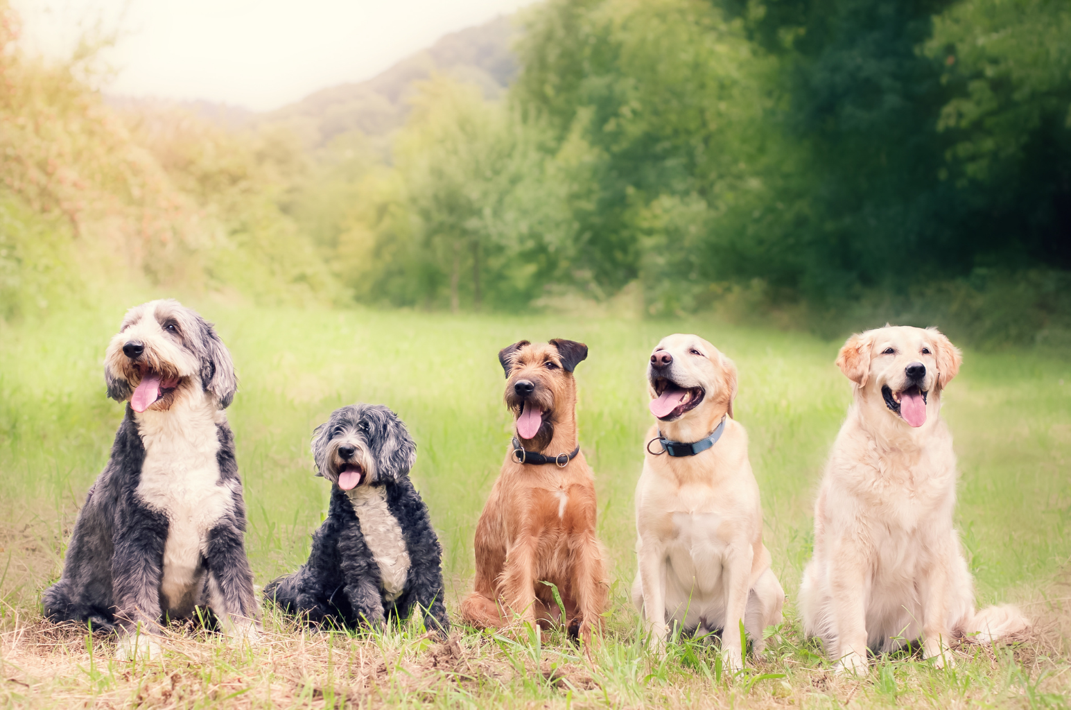 group of dogs